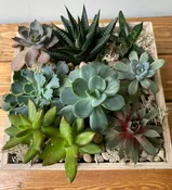 Succulent Garden