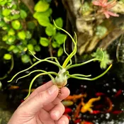 Tillandsia bulbosa Forma Alba