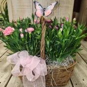 Double mini dianthus basket