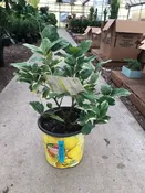 10″/3G Citrus Bush Lemon VAR Pink