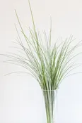Bear Grass — CA Flowers Wholesale