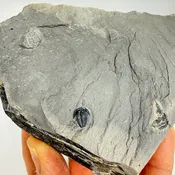 Elrathia kingii Trilobite Fossil Complete 1/4 inch - 1/2 inch