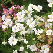 Baby’s Breath Seed (Gypsophila elegans)