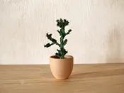 Euphorbia Tortillis — Mother Co., Plants