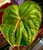 Anthurium Green Midori