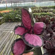 Calathea 'Purple Rose' - 4 in pot — Black Eyed Susan's Flowers & Plants