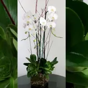 Orchid Arrangement