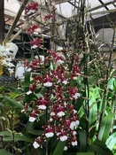 Onc. Aka Baby 'Raspberry Chocolate'  3 1/4 pots (Spike with buds)