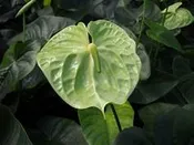 Anthurium Green Furore