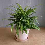 Aglaonema - Chinese Evergreen