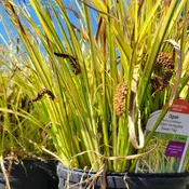 Acorus gramineus 'Ogon' (Variegated Sweet Flag)