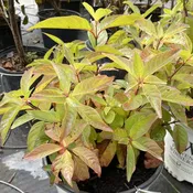 Cephalanthus occidentalis 'Sugar Shack' (Buttonbush)