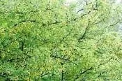 CARAGANA ARBORESCENS, Siberian Pea Shrub 10 cubic inch