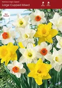 Narcissus Mixed Large Cupped