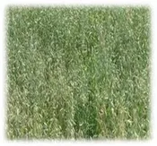 Buck Forage Oats – Annual
