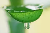 Aloe