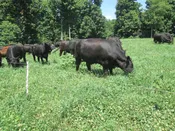 Cache Meadow Brome