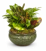 10" Dish Garden w/ceramic planter