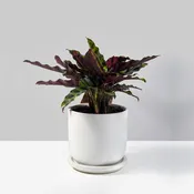 Claire Ceramic Planter