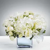 Snowy Field