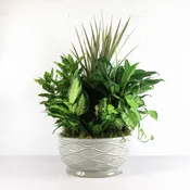 Assorted Green Plants in Ceramic Planter XL