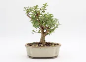 Chickasaw Crepe Myrtle in a Glazed Pot