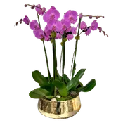 AF0 600-2 Luxury Pink Phalaenopsis Orchid in Gold Bowl – Delivery Miami Same Day