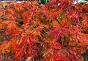 Acer japonicum 'Green Cascade' Full Moon Japanese Maple