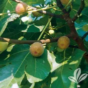 Celeste Fig