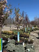 First Blush Flowering Cherry