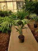 10″/3G Palm Kentia 4-4.5′ (HI-Grown)