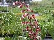 Onc. Sharry Baby 'Sweet Fragrance'  Large plant in 3 1/4 inch pot...(no spikes)