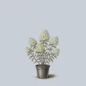 Candy Apple Panicle Hydrangea