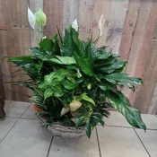 Dish Garden in large basket