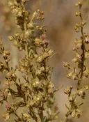 Artemisia californica - California Sagebrush (Plant)
