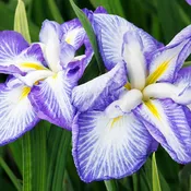Cascade Spice Japanese Iris