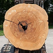 Ash Slab No. 1159