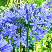 Agapanthus - Delft Blue