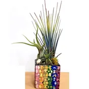 Puzzle Square Vase Colored 3″ With Air Plants & Succulent