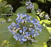 Didrangea