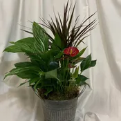 Green Plant - Large