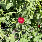 Baby Sun Rose Red 6" Pot