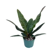 Anthurium superbum