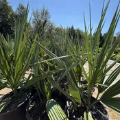 Dwarf Sabal Palm – Sabal Minor (5Gal)