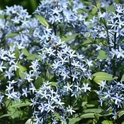 Blue Star Storm Cloud
