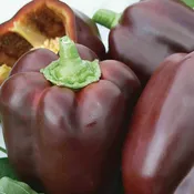 Chocolate Beauty Bell Pepper