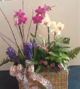 Orchids in a box