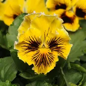 'Frizzle Sizzle Yellow' Ruffled Pansy (Viola)