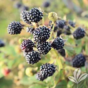 Chickasaw Blackberry