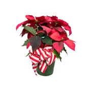 6-Inch Poinsettia – Red
